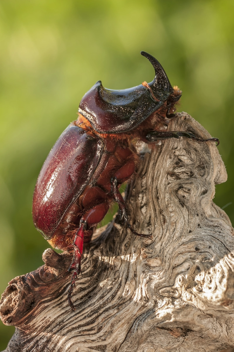 Escarabajo rinoceronte sobre tronco de madera